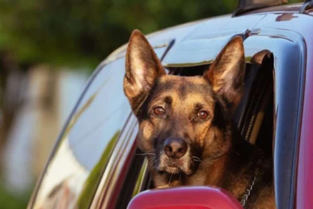 Aria condizionata cane