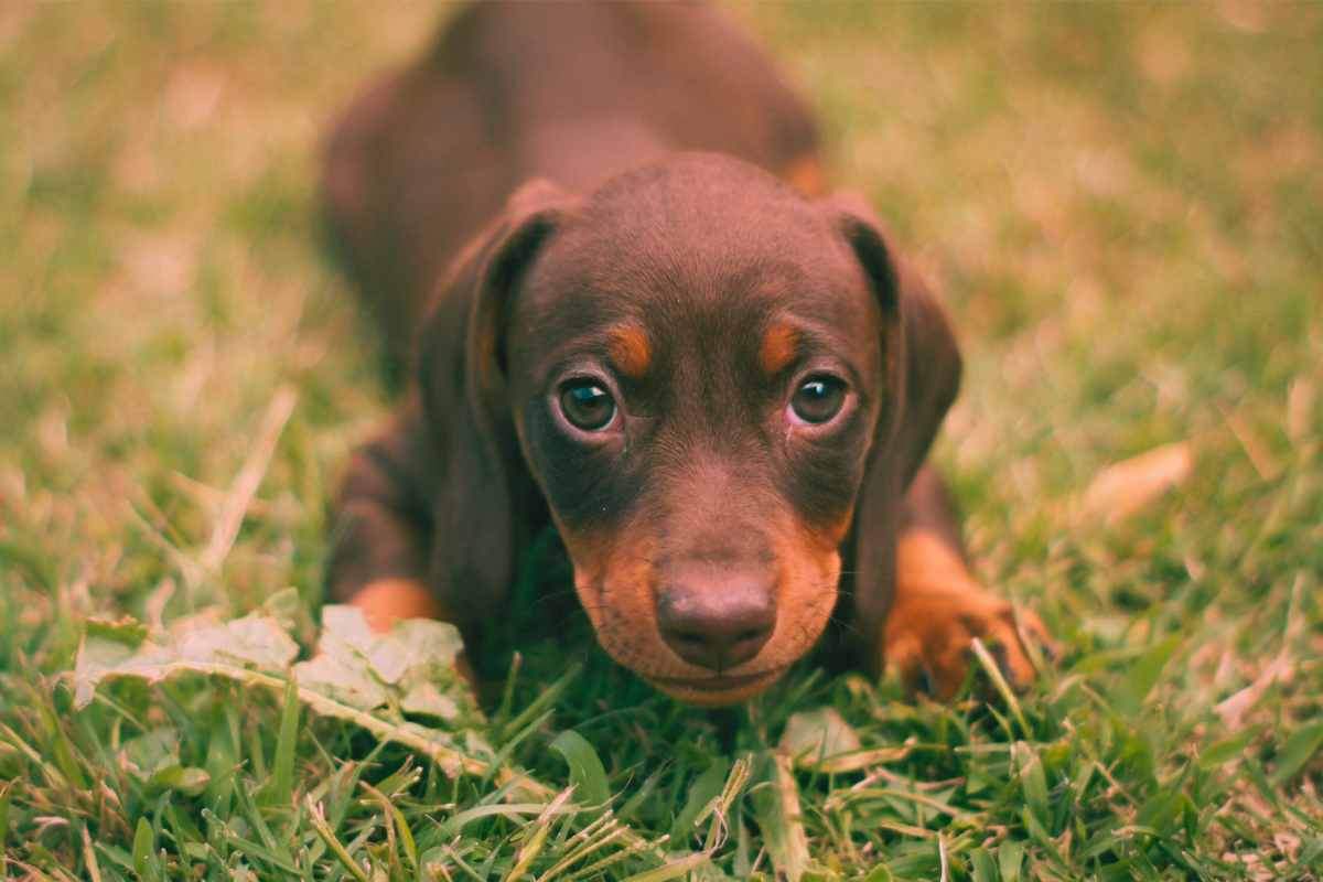 L'errore durante un viaggio in auto che può uccidere il cane